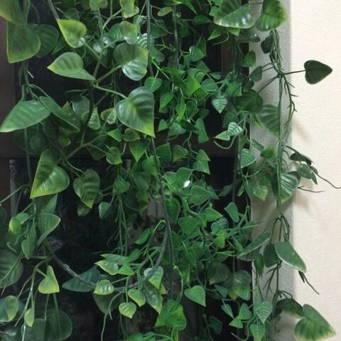 100均で作る緑のカーテン 暮らしニスタ 100均で作る緑のカーテン 暮らしニスタ