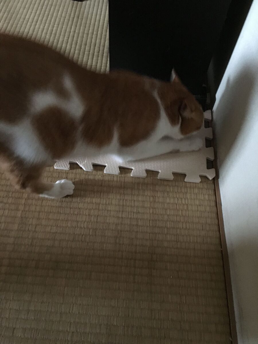 猫ちゃんが喜ぶ 100均ジョイントマット活用術 暮らしニスタ