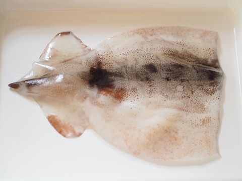 簡単ツルン イカの皮をむく方法 試してみた 暮らしニスタ 簡単ツルン イカの皮をむく方法 試してみた 暮らしニスタ
