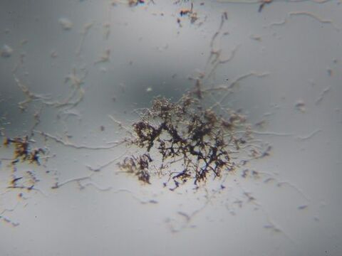 実はカビ 汚れだらけ 歯磨きコップを清潔に保つ方法 東京ガス ウチコト 暮らしニスタ