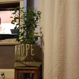 鉢カバーにぴったりな ダイソートート 暮らしニスタ 鉢カバーにぴったりな ダイソートート 暮らしニスタ