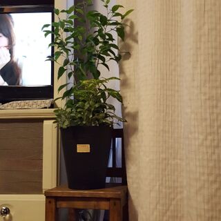 鉢カバーにぴったりな ダイソートート 暮らしニスタ 鉢カバーにぴったりな ダイソートート 暮らしニスタ