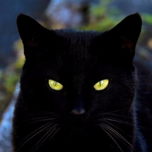 ◆黒猫