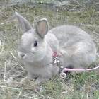 MINTO