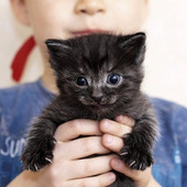 猫が最も嫌う生き物は幼児かもしれない！？猫に嫌われる4つの理由