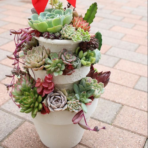 多肉植物リメイク鉢寄せ植え(*´꒳`*) リメイク鉢の多肉寄せ植え🪴 | CAINZ DIY Square