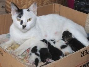 ■もし母猫がへその緒を切らなかったら