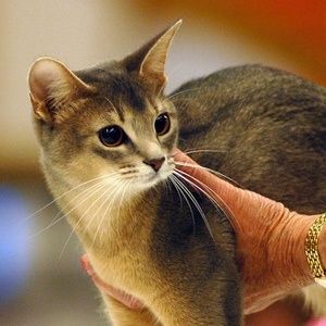 ■他の猫と仲良くできる猫は