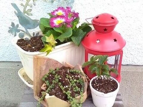 割れた鉢は寄せ集めて再生 グリーンネックレスを可愛く植え替え 暮らしニスタ 割れた鉢は寄せ集めて再生 グリーンネックレスを可愛く植え替え 暮らしニスタ