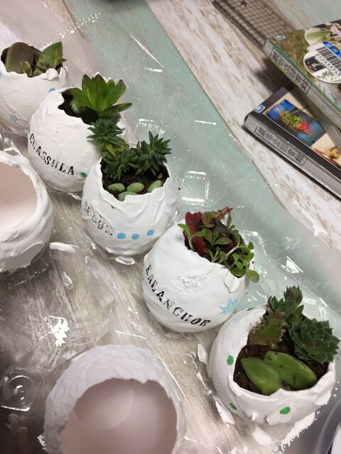 ダイソーのセメントと卵の殻でミニミニ鉢 暮らしニスタ ダイソーのセメントと卵の殻でミニミニ鉢 暮らしニスタ