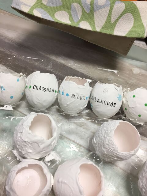 ダイソーのセメントと卵の殻でミニミニ鉢 暮らしニスタ ダイソーのセメントと卵の殻でミニミニ鉢 暮らしニスタ