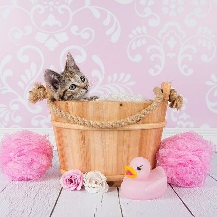 猫は飼い主次第で風呂好きになる・猫はお風呂に入れるべき？