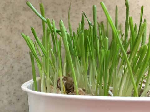 猫草栽培セット を2回分にする技 暮らしニスタ 猫草栽培セット を2回分にする技 暮らしニスタ
