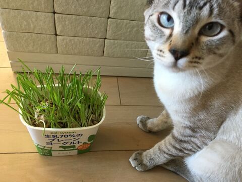 猫草栽培セット を2回分にする技 暮らしニスタ 猫草栽培セット を2回分にする技 暮らしニスタ