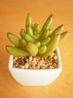 見せ方を工夫してみよう 100均で楽しむ多肉植物 暮らしニスタ 見せ方を工夫してみよう 100均で楽しむ多肉植物 暮らしニスタ
