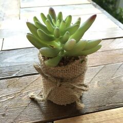 見せ方を工夫してみよう 100均で楽しむ多肉植物 暮らしニスタ 見せ方を工夫してみよう 100均で楽しむ多肉植物 暮らしニスタ