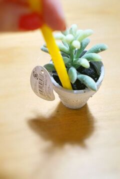 見せ方を工夫してみよう 100均で楽しむ多肉植物 暮らしニスタ 見せ方を工夫してみよう 100均で楽しむ多肉植物 暮らしニスタ