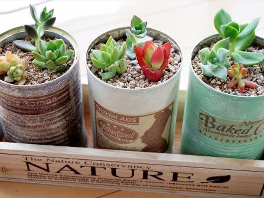 見せ方を工夫してみよう 100均で楽しむ多肉植物 暮らしニスタ 見せ方を工夫してみよう 100均で楽しむ多肉植物 暮らしニスタ