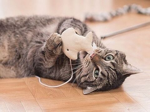 猫アレルギー 私はコレで克服しました みんなが効果アリだった方法 暮らしニスタ 猫アレルギー 私はコレで克服しました みんなが効果アリだった方法 暮らしニスタ