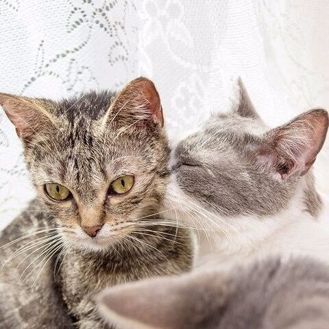 猫の世界も結構大変 オス猫とメス猫 ストレスに強い猫はどっち 暮らしニスタ