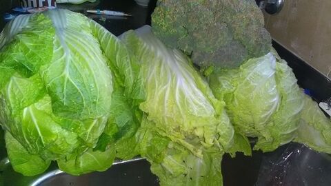 試してみた 北斗晶さんアイデア 白菜は干し野菜にして長持ち 暮らしニスタ 試してみた 北斗晶さんアイデア 白菜は干し野菜にして長持ち 暮らしニスタ