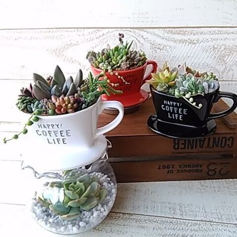 100均 プチプラなのに可愛い 多肉植物の寄せ植えinコーヒードリッパー 暮らしニスタ 100均 プチプラなのに可愛い 多肉植物の寄せ植えinコーヒードリッパー 暮らしニスタ