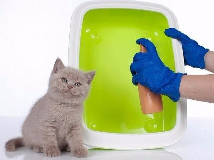 ■シニアの猫にはトイレの工夫が必要