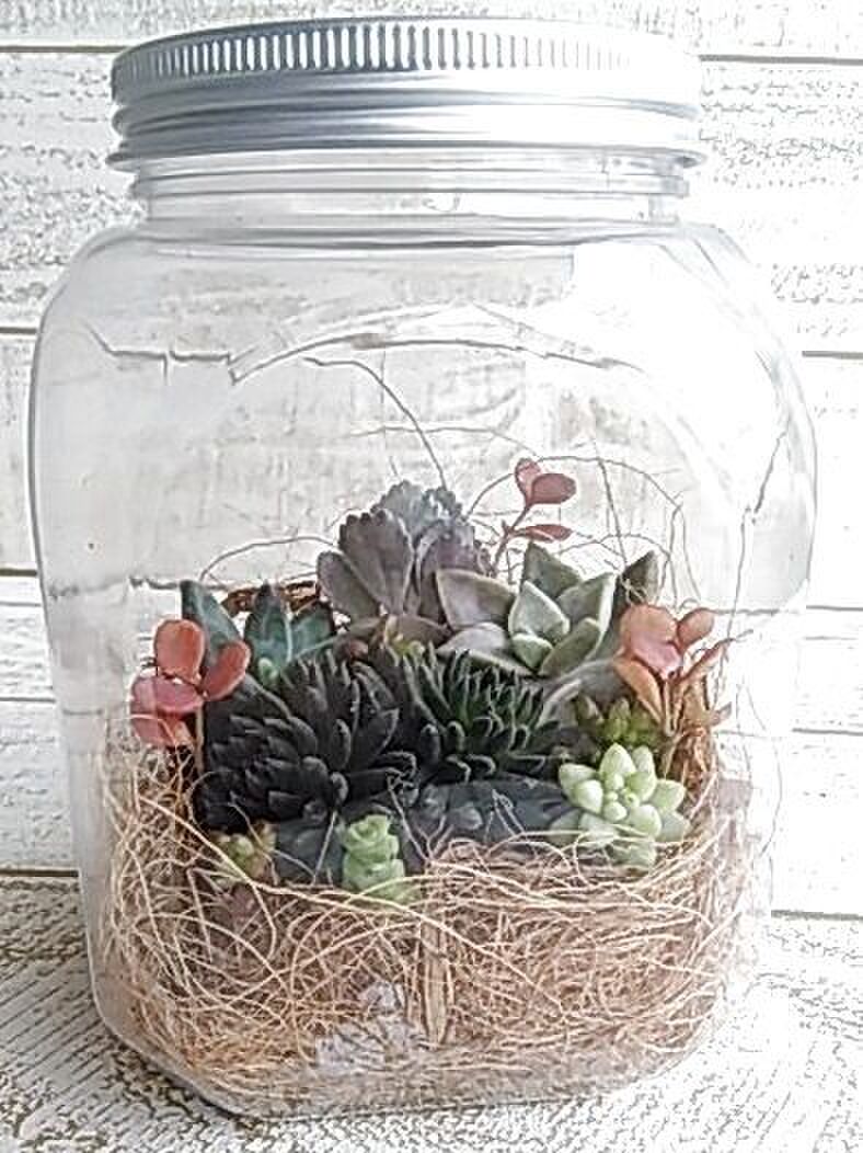 セリアの100均アイテムで作る多肉植物のなんちゃっテラリウム 暮らしニスタ セリアの100均アイテムで作る多肉植物のなんちゃっテラリウム 暮らしニスタ