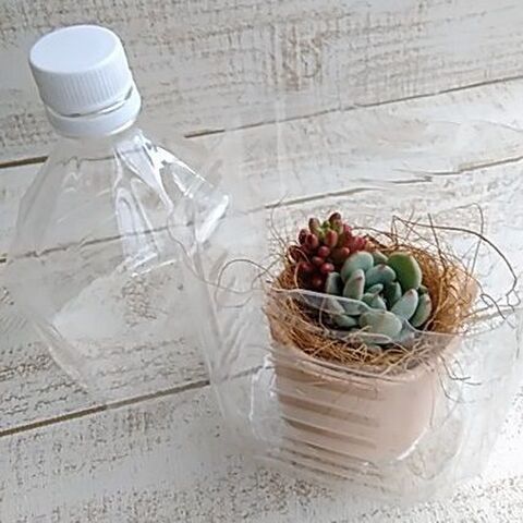 植物の防寒 多肉植物の簡単ペットボトル温室 暮らしニスタ