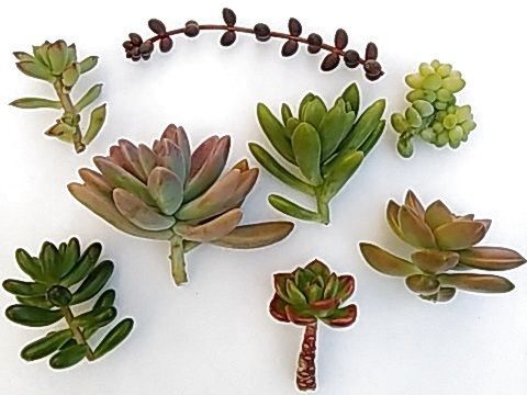 多肉植物を殖やそう 挿し芽編 カット苗の作り方 暮らしニスタ 多肉植物を殖やそう 挿し芽編 カット苗の作り方 暮らしニスタ
