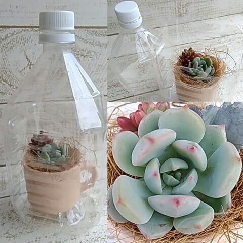 植物の防寒 多肉植物の簡単ペットボトル温室 暮らしニスタ