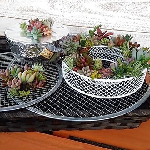 多肉植物を殖やそう 挿し芽編 カット苗の作り方 暮らしニスタ