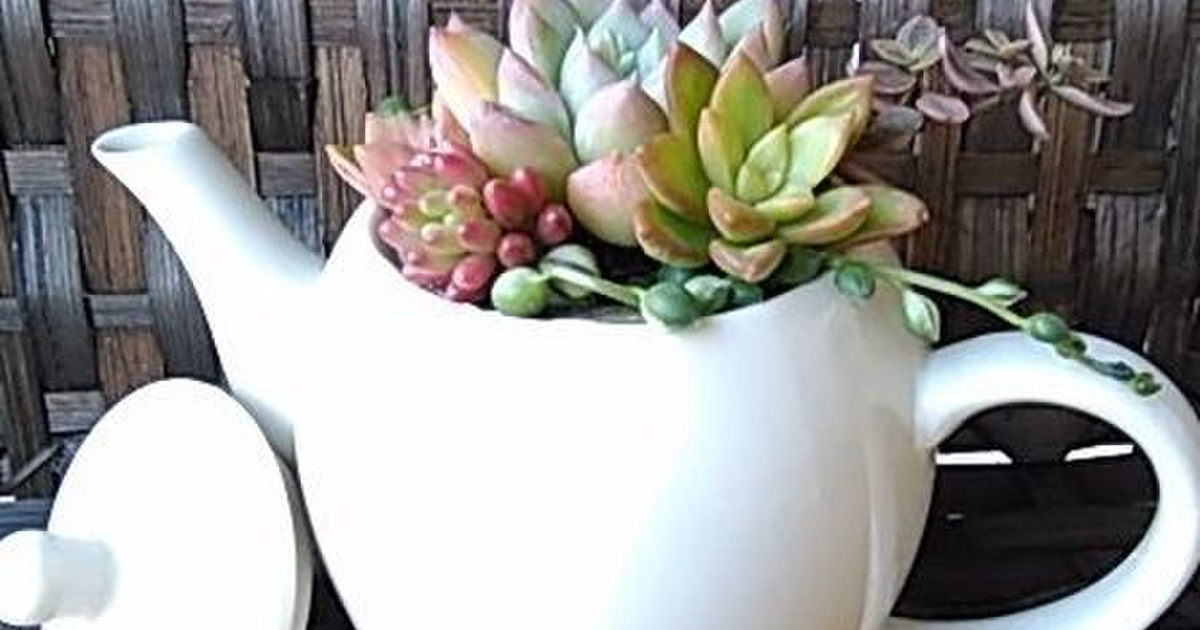 多肉植物の寄せ植えINナチュラルハウスのティーポット♪プチプラ商品で