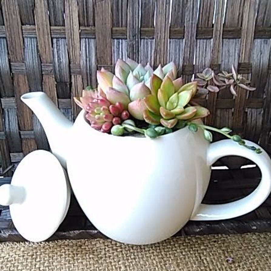多肉植物の寄せ植えinナチュラルハウスのティーポット プチプラ商品で穴なし容器も素敵な鉢に 暮らしニスタ 多肉植物の寄せ植えinナチュラルハウスのティーポット プチプラ商品で穴なし容器も素敵な鉢に 暮らしニスタ