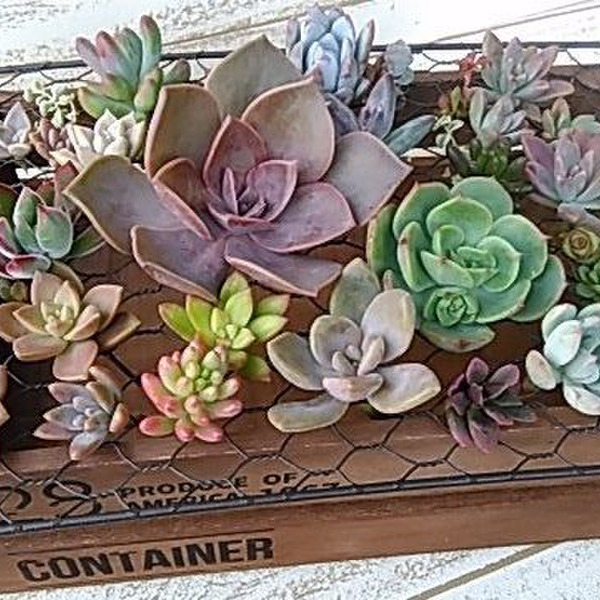 ⭐️専用⭐️観葉植物 斑入りオカメヅタ 新芽カット苗 5本 挿し穂 ガーデニング ヘデラ：カナリエンシス（オカメヅタ）斑入り3号ポット* の通販