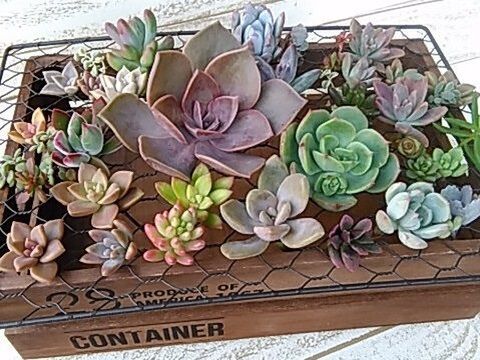 多肉植物を殖やそう 挿し芽編 カット苗の作り方 暮らしニスタ 多肉植物を殖やそう 挿し芽編 カット苗の作り方 暮らしニスタ