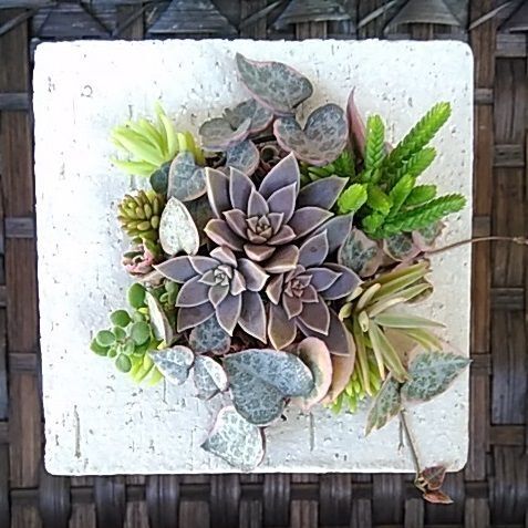 簡単 ブロックの鉢にリメイク タブロー風多肉植物の寄せ植え 暮らしニスタ