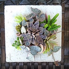 簡単!(^^)!ブロックの鉢にリメイク　タブロー風多肉植物の寄せ植え