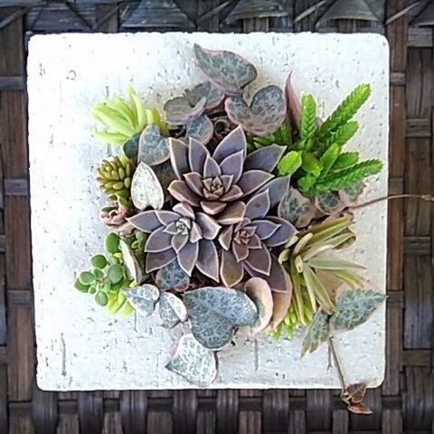 簡単 ブロックの鉢にリメイク タブロー風多肉植物の寄せ植え 暮らしニスタ 簡単 ブロックの鉢にリメイク タブロー風多肉植物の寄せ植え 暮らしニスタ