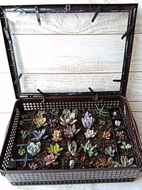 100均で簡単 セリアの書類ケースとフレームで作る植物の防寒 防雨ケース 暮らしニスタ 100均で簡単 セリアの書類ケースとフレームで作る植物の防寒 防雨ケース 暮らしニスタ