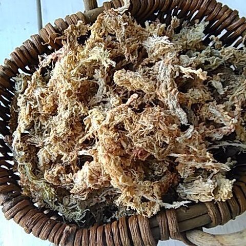 セリアの100均ハンギングバスケットで作る カラフル多肉ボール 暮らしニスタ セリアの100均ハンギングバスケットで作る カラフル多肉ボール 暮らしニスタ