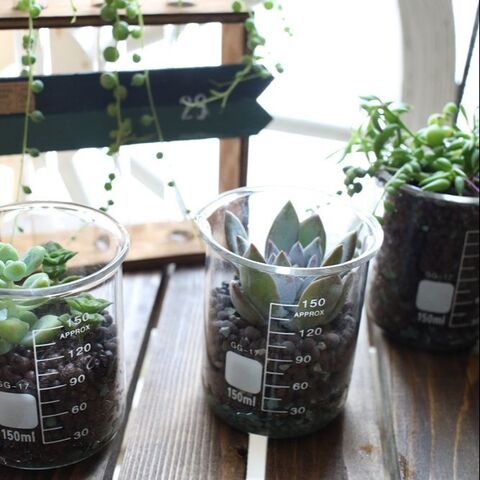 人気の理系インテリア ダイソービーカーに多肉植物を飾る 暮らしニスタ 人気の理系インテリア ダイソービーカーに多肉植物を飾る 暮らしニスタ
