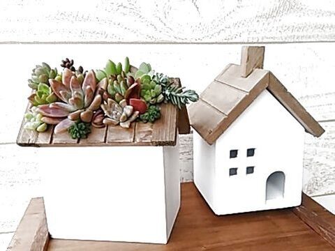 飾りながら作る多肉植物のカット苗 挿し芽 飾り方いろいろ O 暮らしニスタ 飾りながら作る多肉植物のカット苗 挿し芽 飾り方いろいろ O 暮らしニスタ