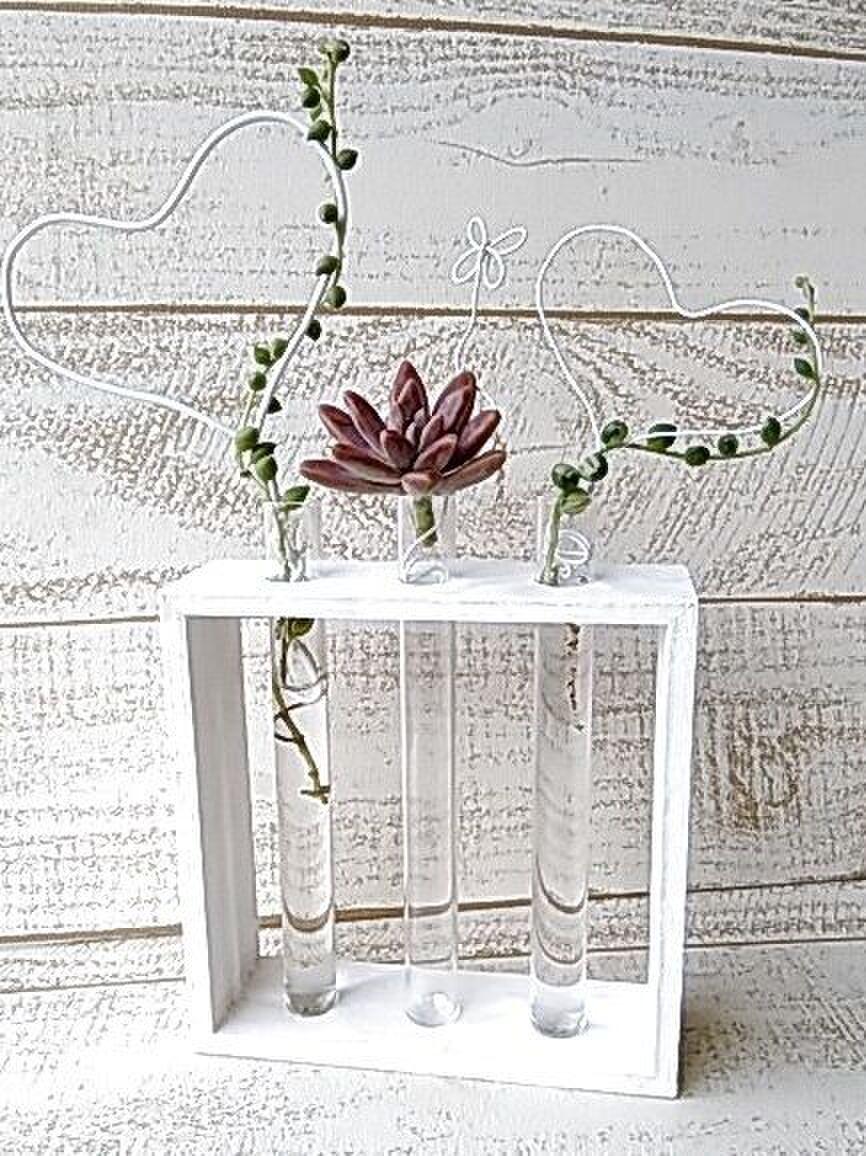 ダイソーの100均試験管で多肉植物の水挿し発根 暮らしニスタ ダイソーの100均試験管で多肉植物の水挿し発根 暮らしニスタ