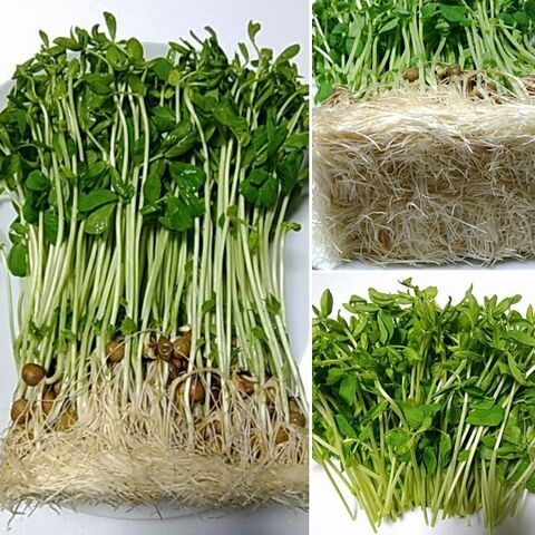 豆苗の再生栽培で 節約キッチンガーデン サヤエンドウ グリーンピースも楽しめる 暮らしニスタ 豆苗の再生栽培で 節約キッチンガーデン サヤエンドウ グリーンピースも楽しめる 暮らしニスタ