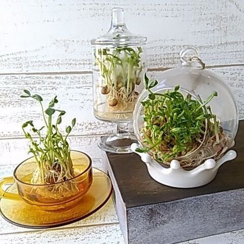 豆苗の再生栽培で 節約キッチンガーデン サヤエンドウ グリーンピースも楽しめる 暮らしニスタ 豆苗の再生栽培で 節約キッチンガーデン サヤエンドウ グリーンピースも楽しめる 暮らしニスタ