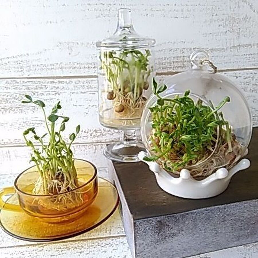 豆苗の再生栽培で 節約キッチンガーデン サヤエンドウ グリーンピースも楽しめる 暮らしニスタ 豆苗の再生栽培で 節約キッチンガーデン サヤエンドウ グリーンピースも楽しめる 暮らしニスタ
