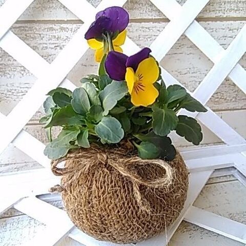 まんまる麻布ボールに植物を植えよう おしゃれビオラ編 暮らしニスタ