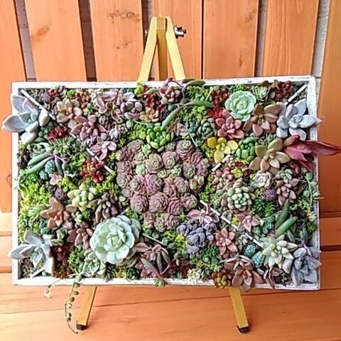 ダイソーの100均木箱で 簡単 多肉植物のミニ タペストリーガーデンを作ろう 暮らしニスタ ダイソーの100均木箱で 簡単 多肉植物のミニ タペストリーガーデンを作ろう 暮らしニスタ