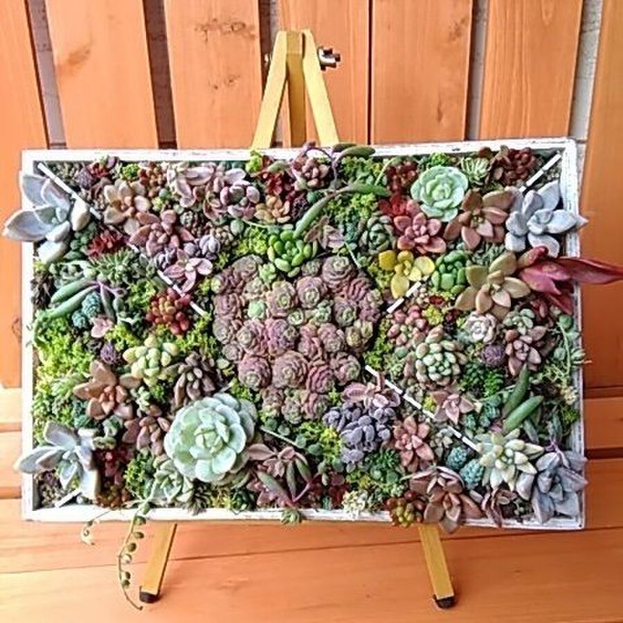 ダイソーの100均木箱で 簡単 多肉植物のミニ タペストリーガーデンを作ろう 暮らしニスタ